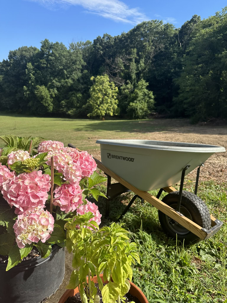 A garden scene with pink hydrangeas and a small basil plant in the foreground. A green wheelbarrow is positioned nearby on a grassy area alongside other garden tools. In the background, there is a large, open field with a tree line under a clear blue sky.