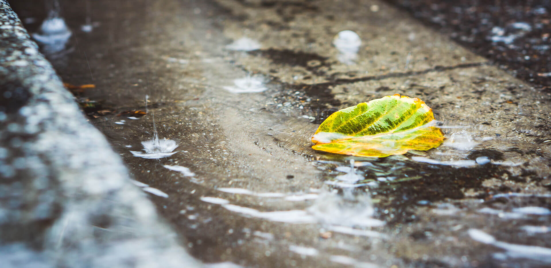 Una hoja amarilla y verde yace sobre el pavimento mojado, parcialmente sumergida en un charco cerca del bordillo. Las gotas de lluvia crean salpicaduras alrededor de la hoja.